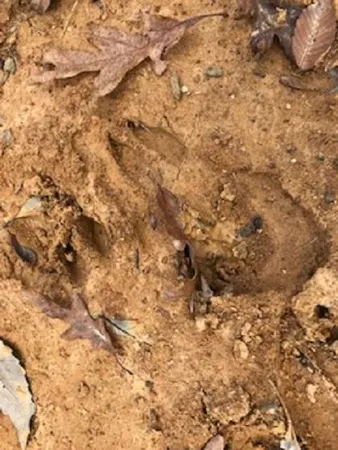 $419,000 | 2352 Byrds Chapel Road, Rising Fawn, GA 30738