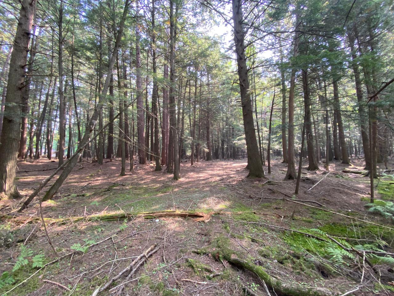 Lot 3 Rangeline Road Eagle River, WI 54521 - Photo 4 of 13 Gallery Image 4