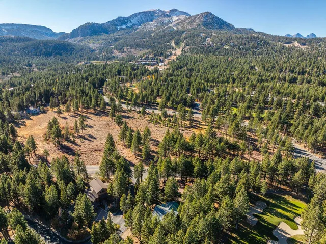 a plant that is in front of flowers