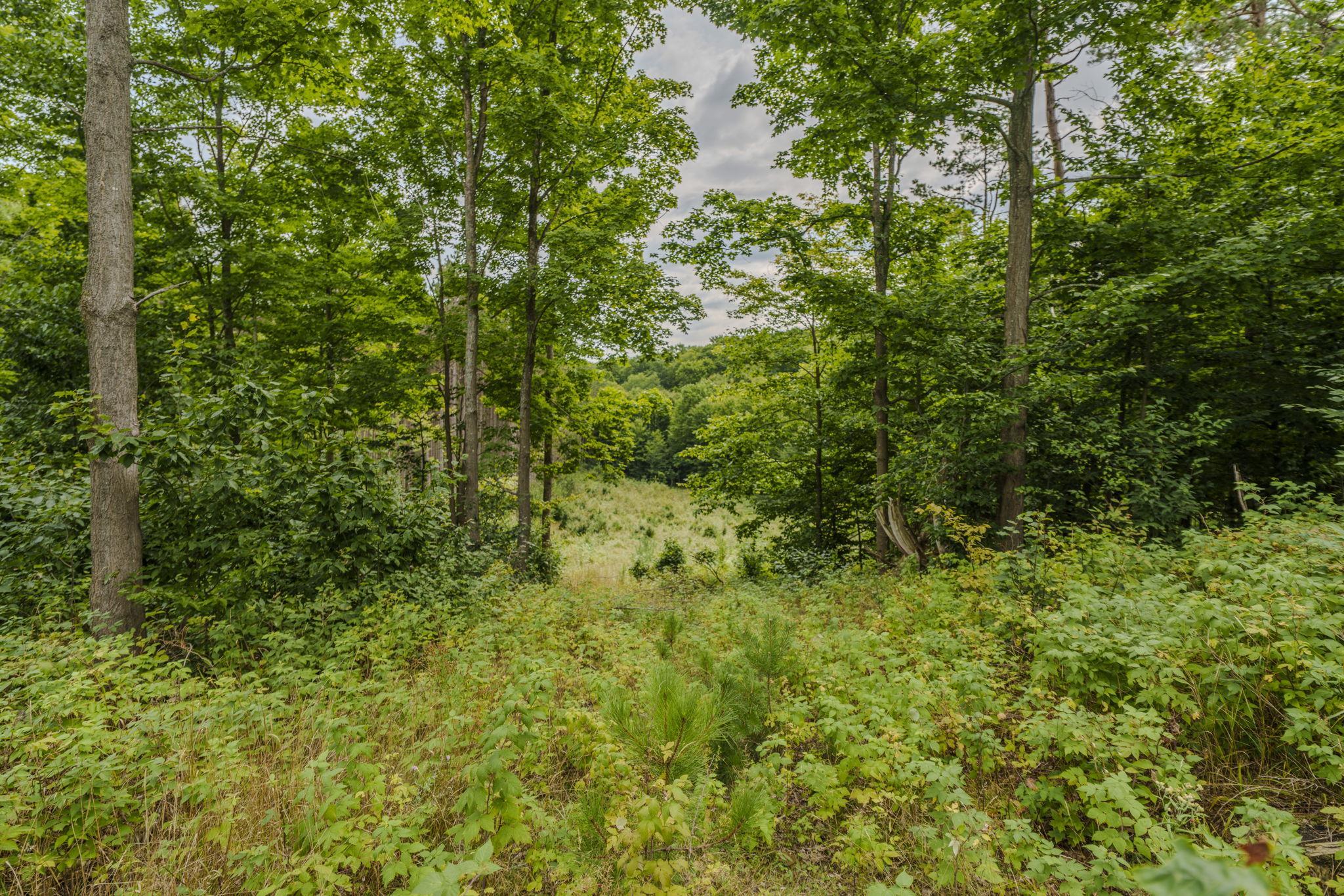 Esch Road Honor, MI 49640 - Photo 9 of 42