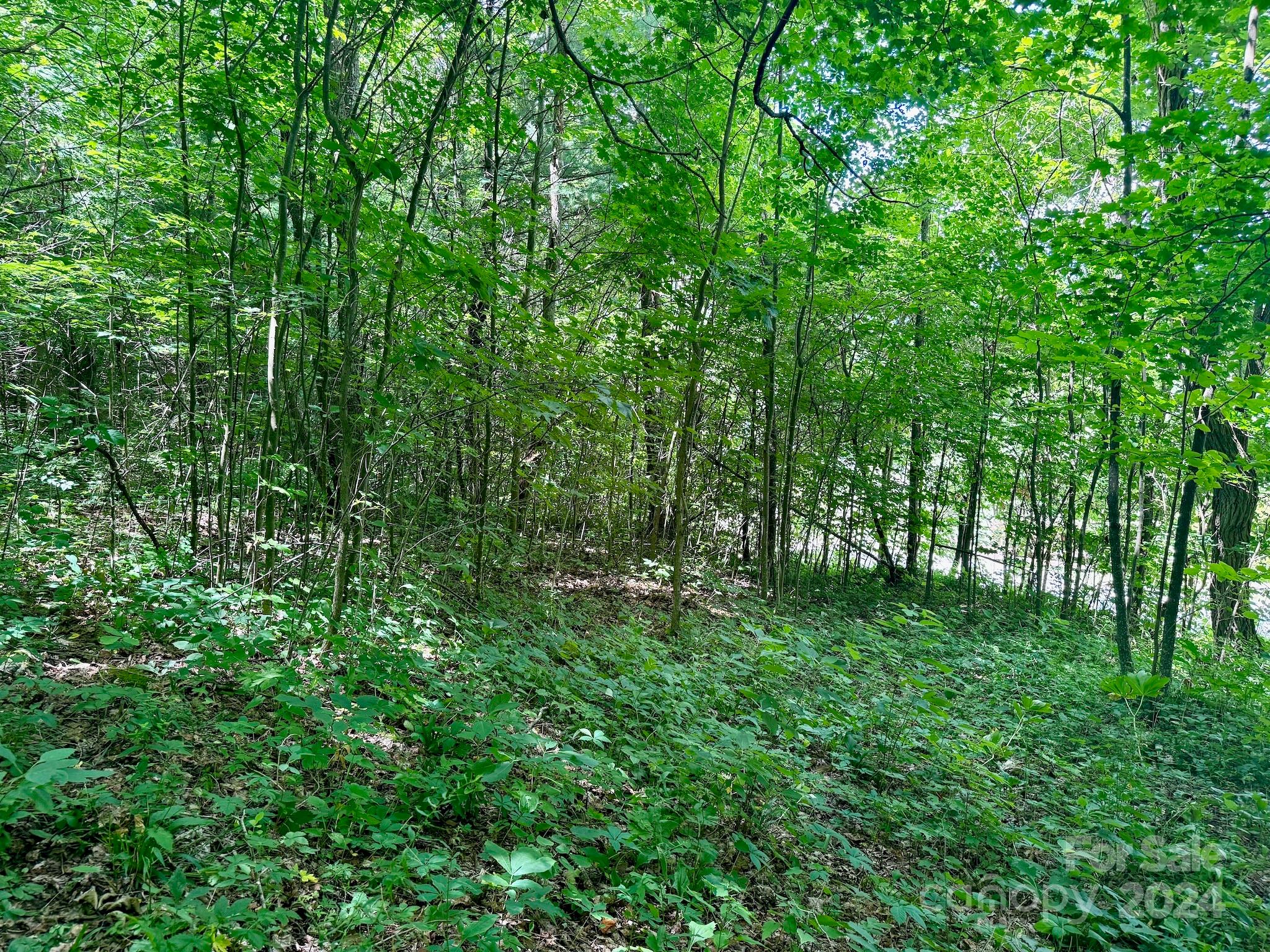 35 Flying Hawk Way Clyde, NC 28721 - Photo 12 of 22 a view of a lush green forest