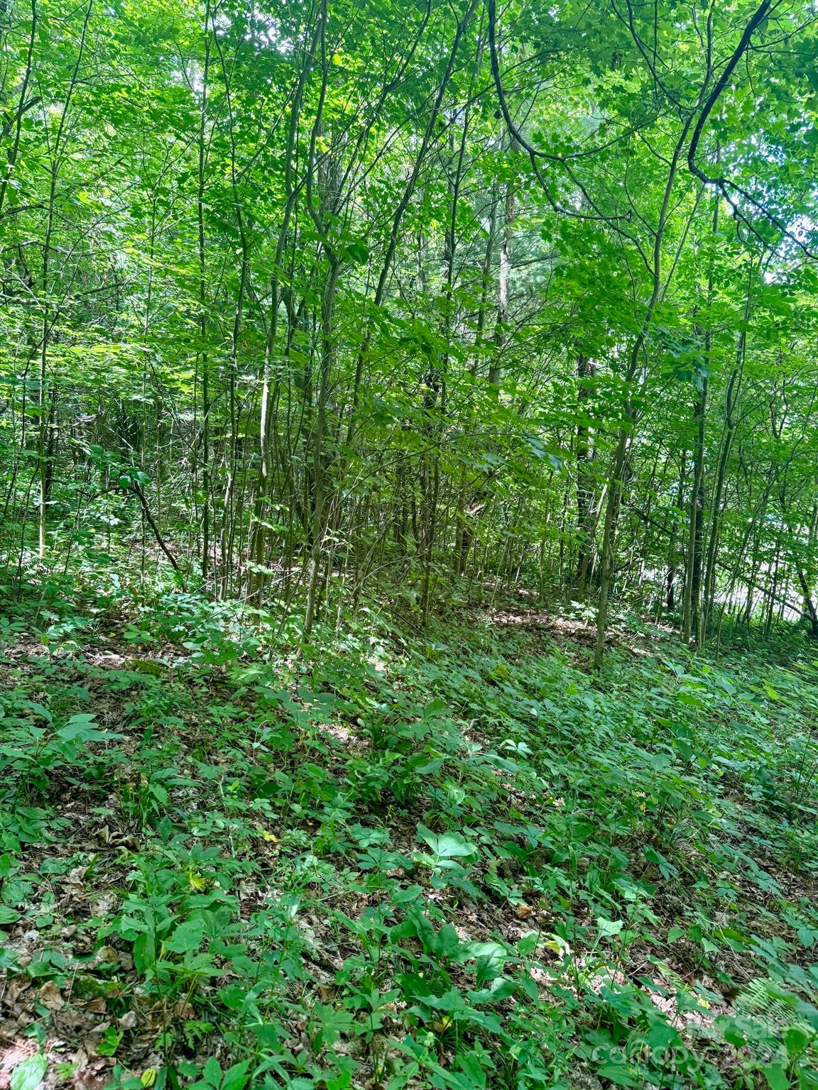35 Flying Hawk Way Clyde, NC 28721 - Photo 14 of 22 a view of a lush green forest