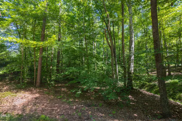 a view of a forest filled with trees