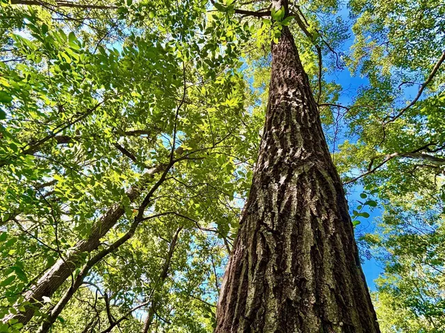 $184,000 | Tbd East Burns Valley Road, Winona, MN 55987