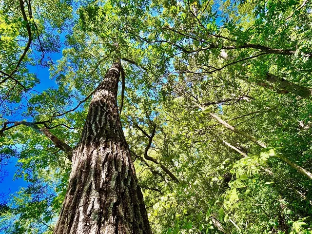 $184,000 | Tbd East Burns Valley Road, Winona, MN 55987