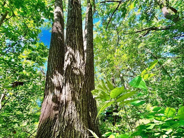 $184,000 | Tbd East Burns Valley Road, Winona, MN 55987