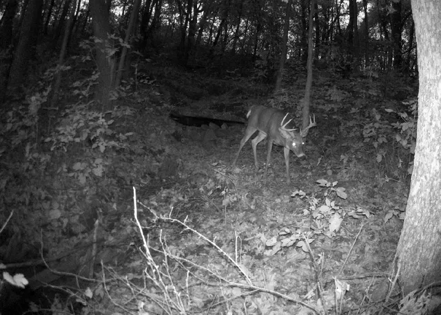 $184,000 | Tbd East Burns Valley Road, Winona, MN 55987