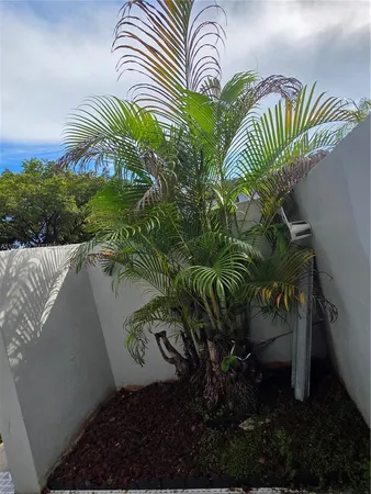 a close up of a plant in a garden
