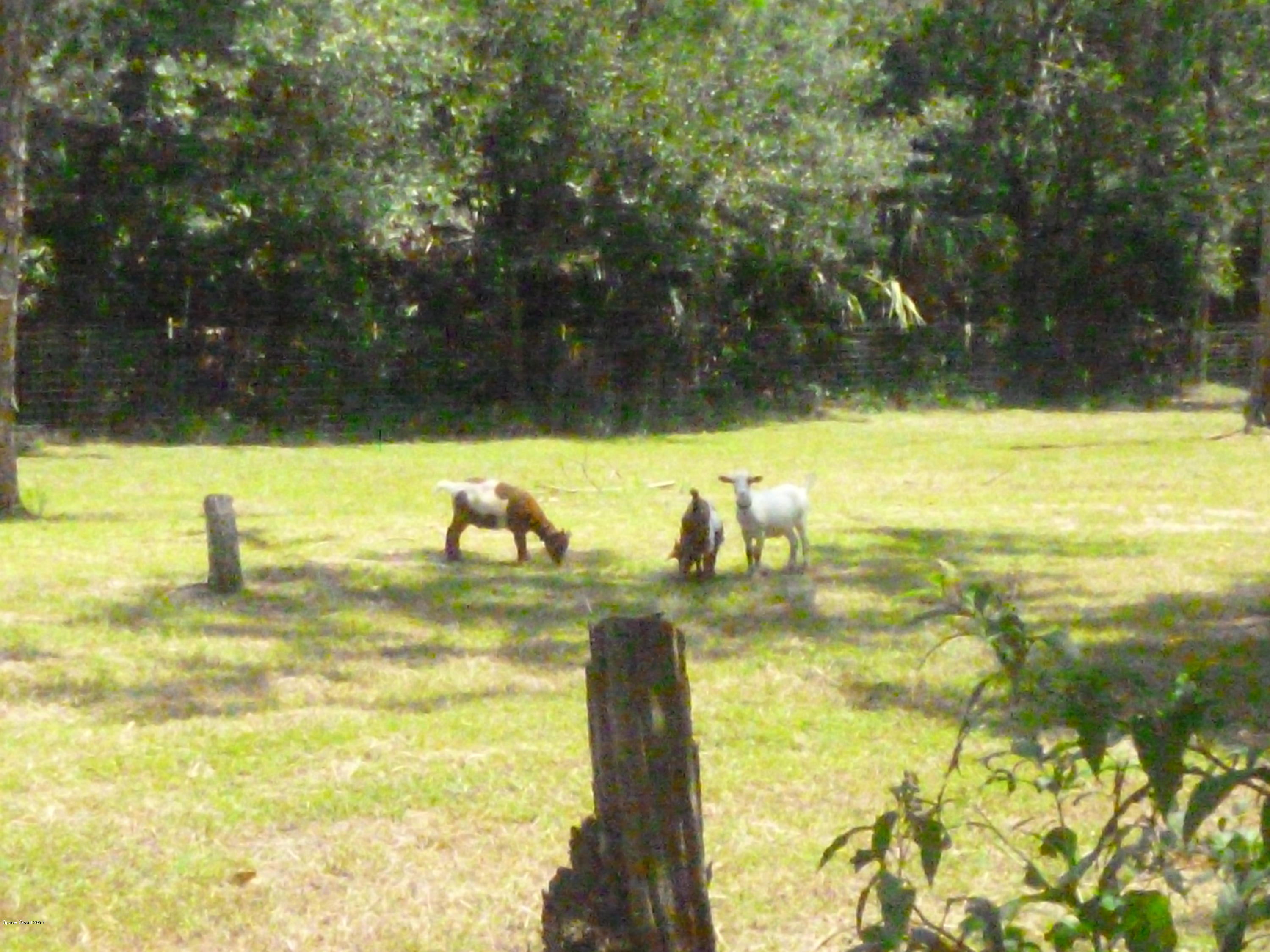 4545 James Road Cocoa, FL 32926 - Photo 24 of 85 P1020183