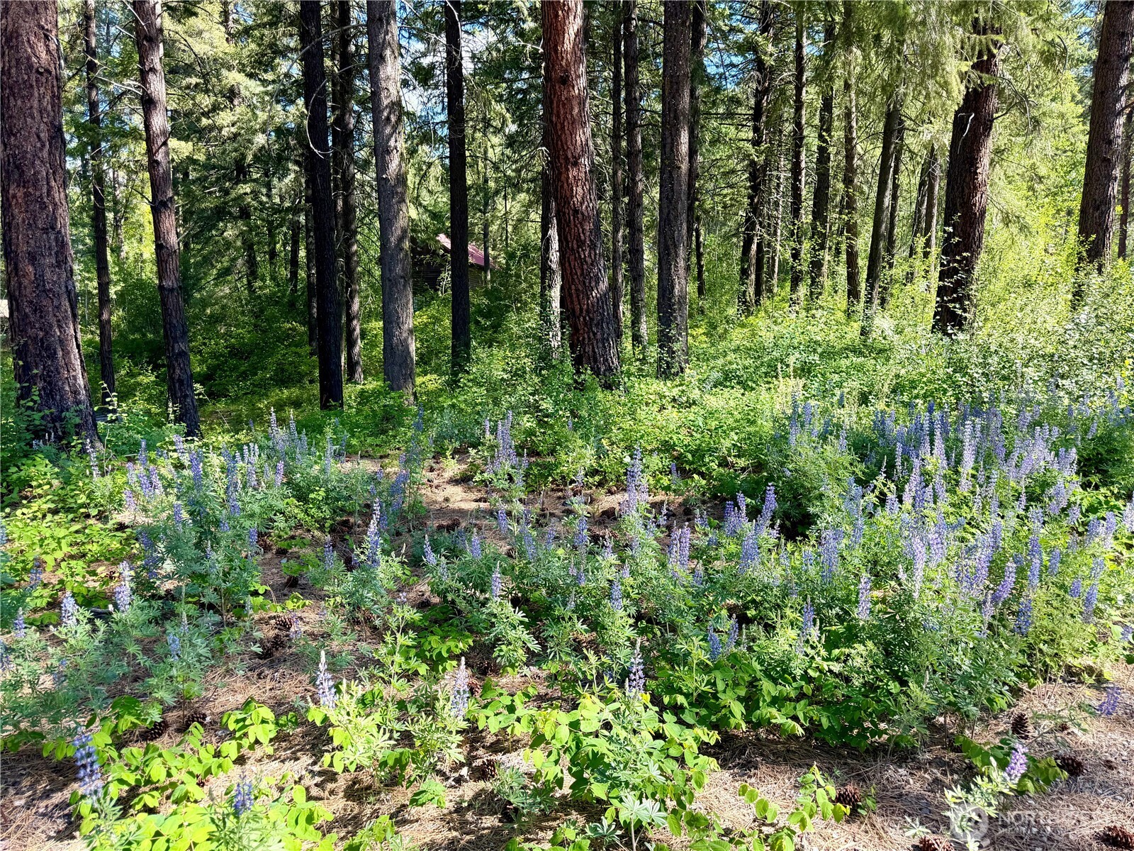 11 Highland Mdw Road Winthrop, WA 98862 - Photo 1 of 25 a view of a garden