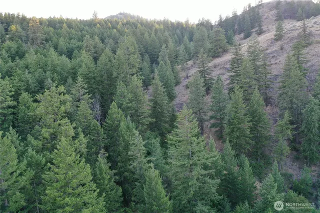 a view of a forest with trees and bushes