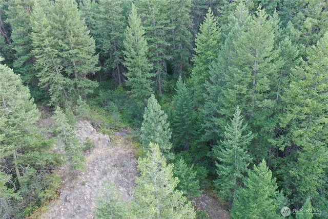 a view of a lush green forest