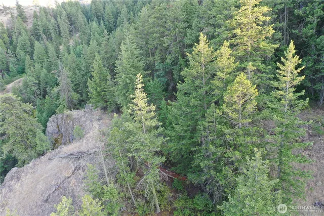 a view of a forest with a tree