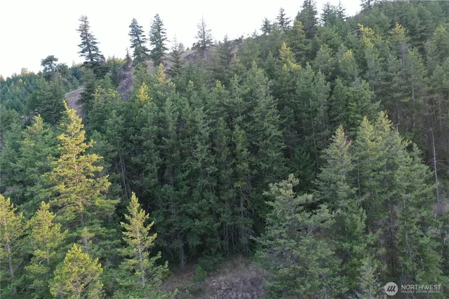 a view of a forest with a tree