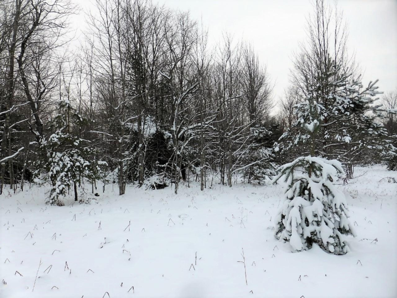 Lot 18 Roberts Road Beulah, MI 49617 - Photo 8 of 13 P1120534 (Custom)