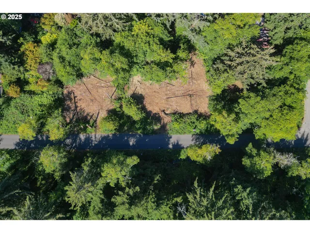 a view of a forest with a street