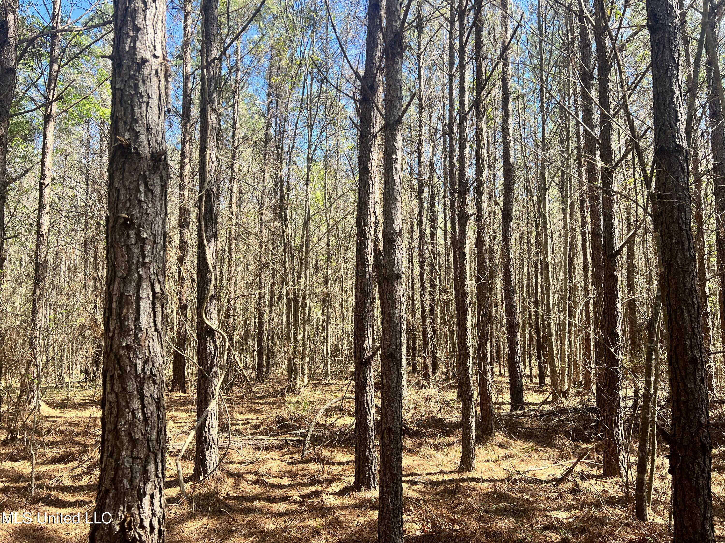 1 Henry Sample Road Brandon, MS 39047 - Photo 2 of 5 1769438D-1BE0-4D3A-B2FC-C6ACA1CB4192