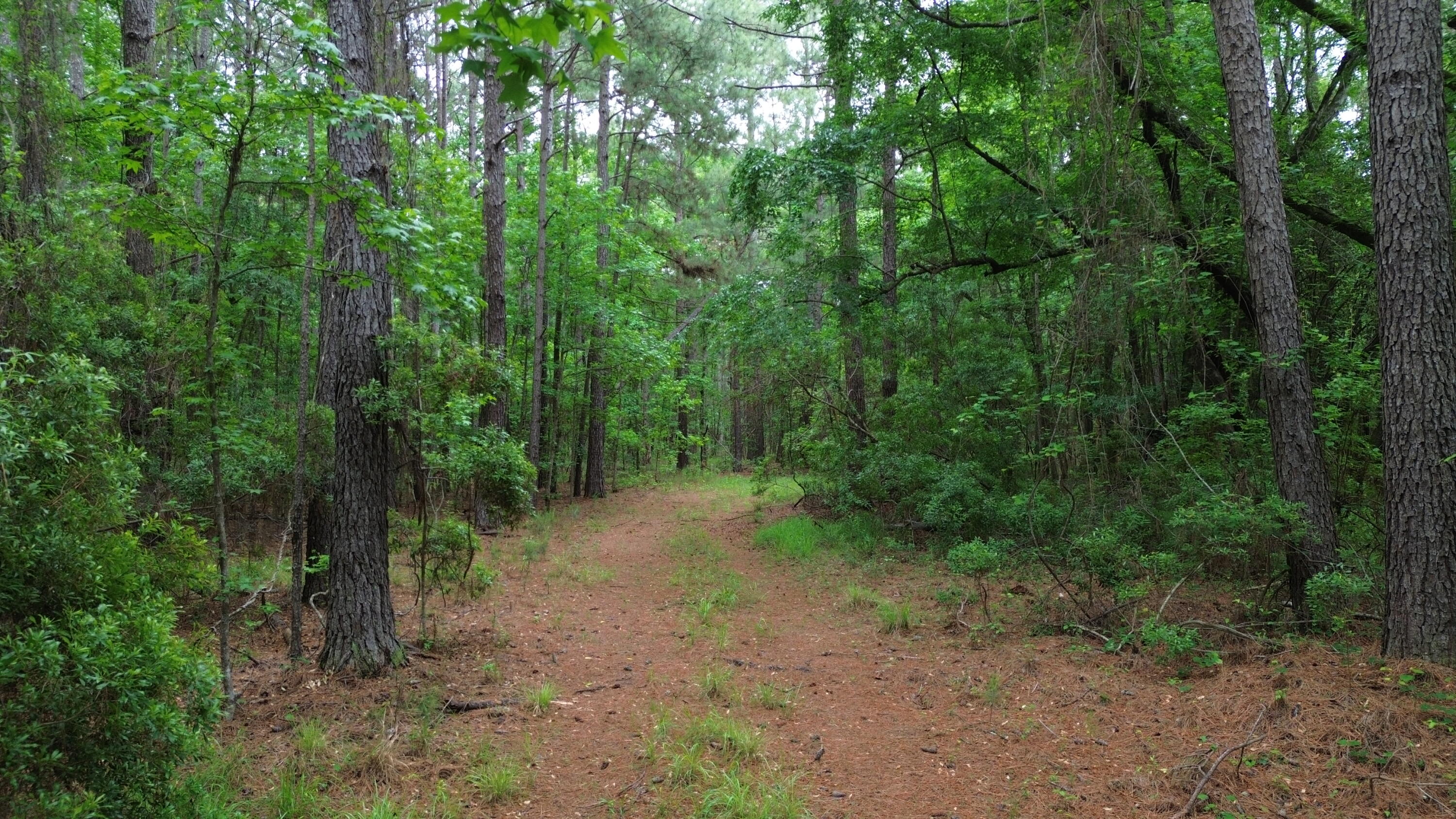 0 Pineview Farm Rd Lane Lane, SC 29564 - Photo 7 of 18 DJI_0346