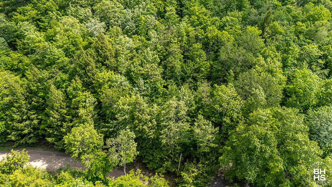 0 Jackson Road Keene, NY 12942 - Photo 7 of 12 LandOnJacksonInKeene_A_Land_Side_Moose