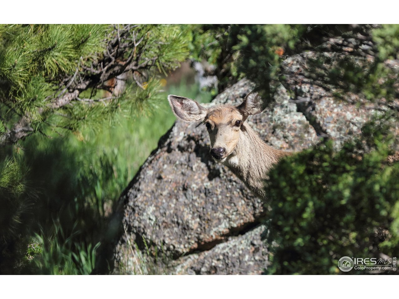 187 Wichita Road Lyons, CO 80540 - Photo 32 of 47 a view of a backyard with plants and large trees