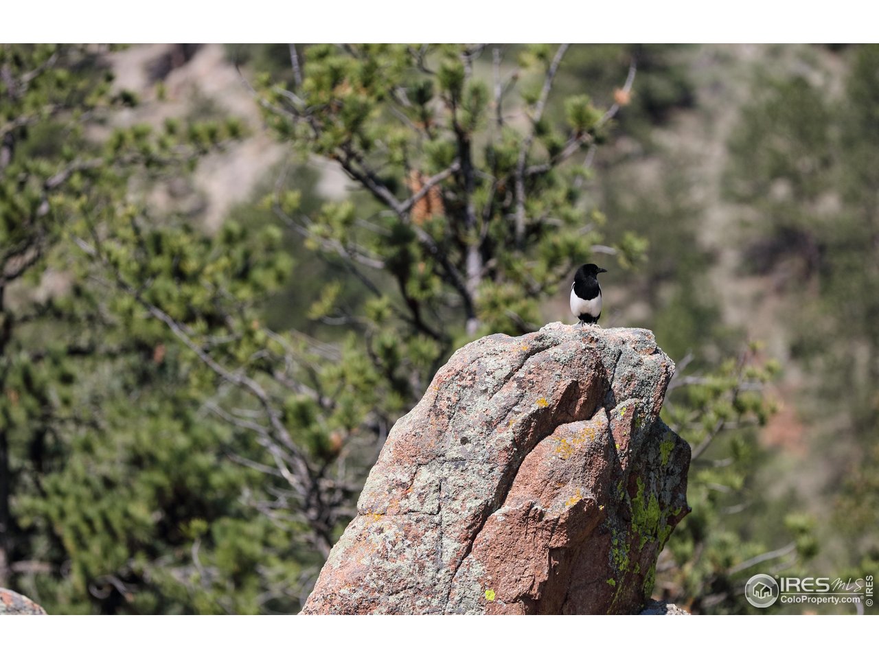 187 Wichita Road Lyons, CO 80540 - Photo 40 of 47 a view of a yard