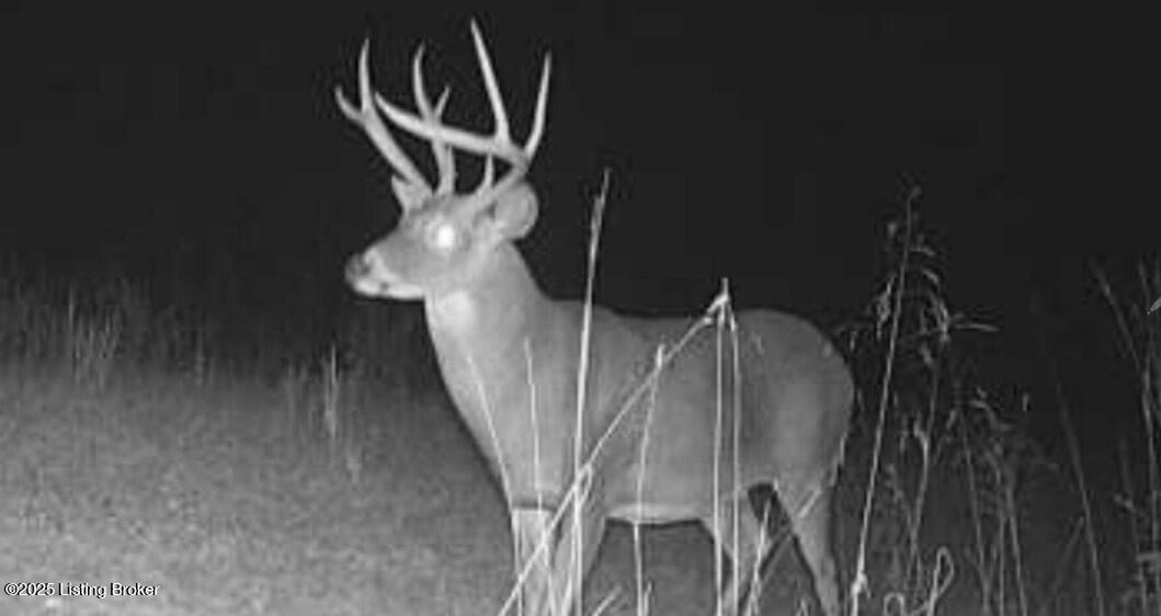 1675 Timber Creek Road Bloomfield, KY 40008 - Photo 43 of 48 wildlife