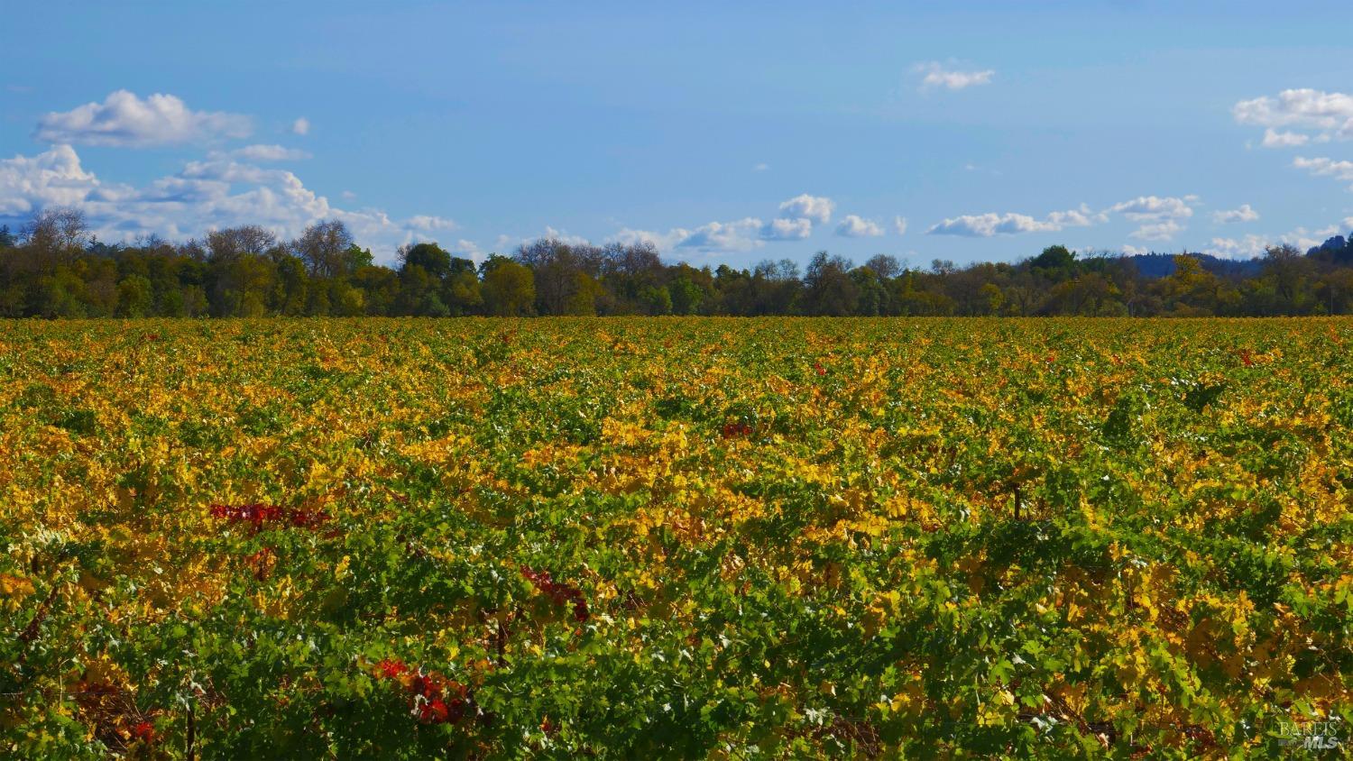 8983 West Dry Creek Road Healdsburg, CA 95448 - Photo 23 of 35