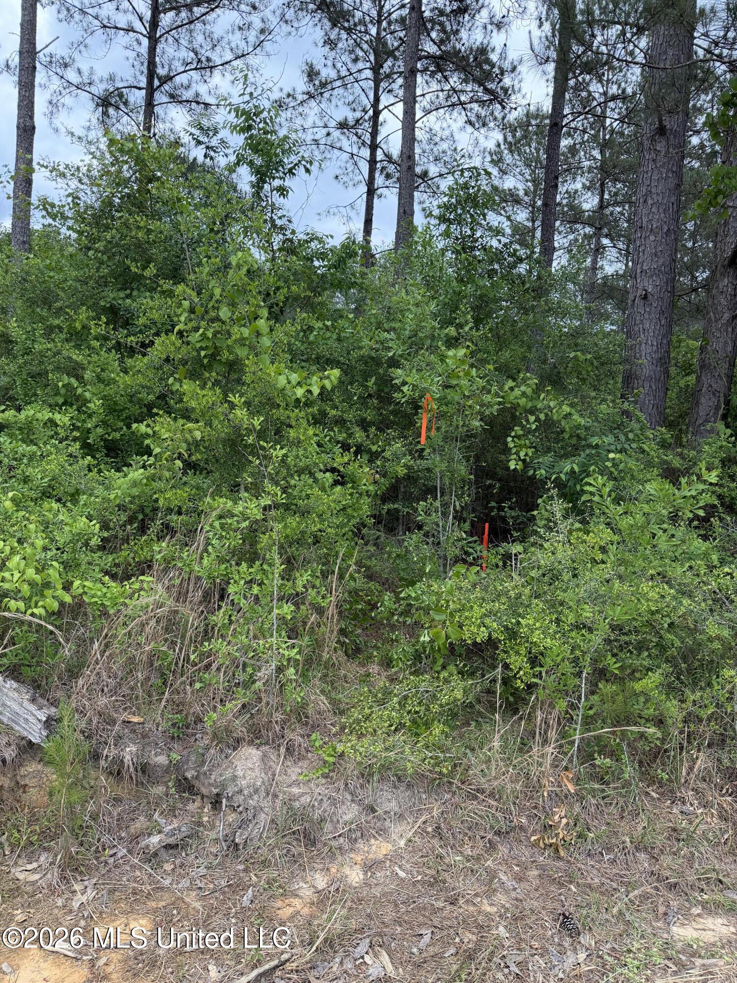 0 North Neely Avera Road Neely, MS 39461 - Photo 12 of 21 IMG_1272