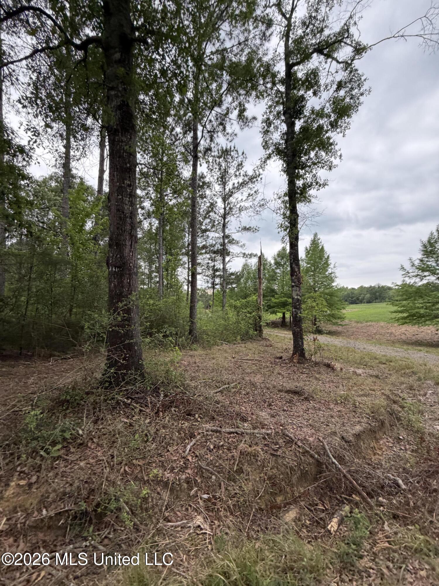0 North Neely Avera Road Neely, MS 39461 - Photo 13 of 21 IMG_1274