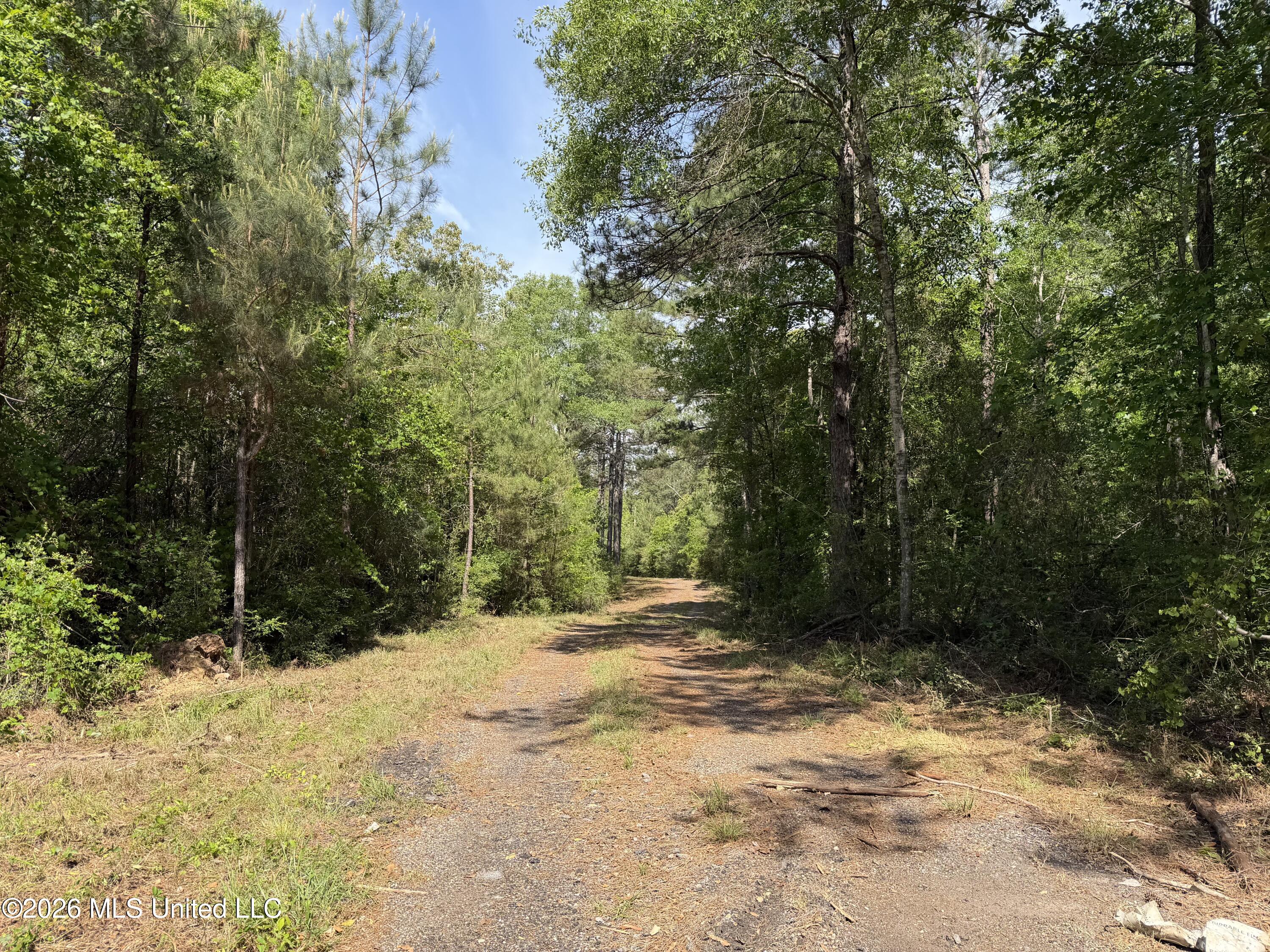 0 North Neely Avera Road Neely, MS 39461 - Photo 4 of 21 IMG_1067 (1)