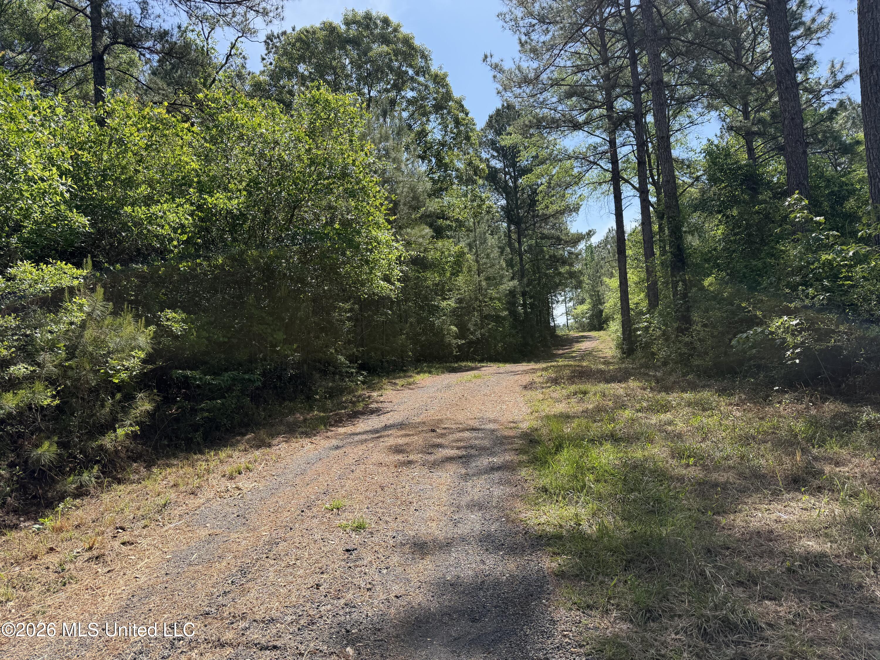 0 North Neely Avera Road Neely, MS 39461 - Photo 8 of 21 IMG_1069