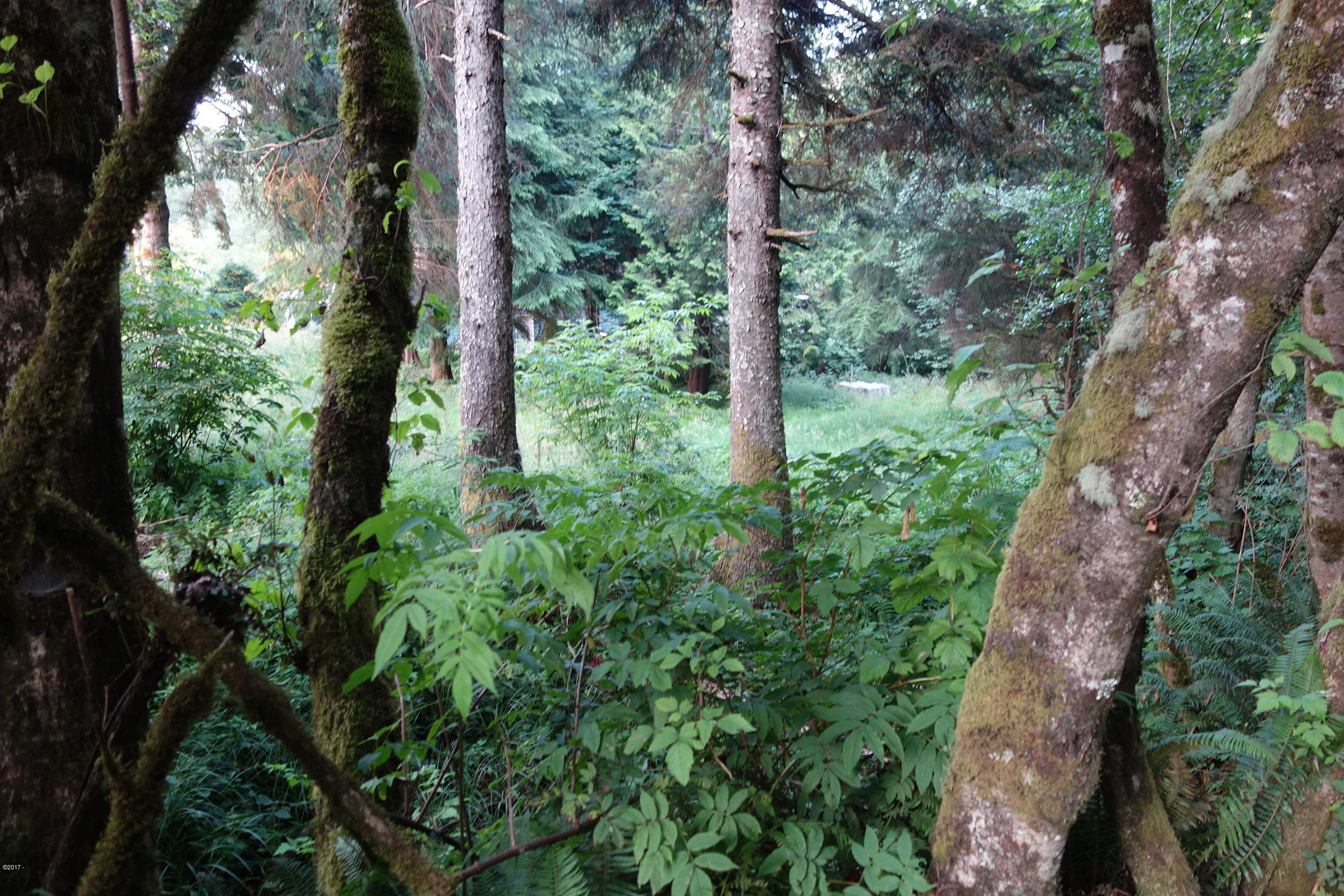 3501 South Beach Road Neskowin, OR 97149 - Photo 14 of 25 Tree lined