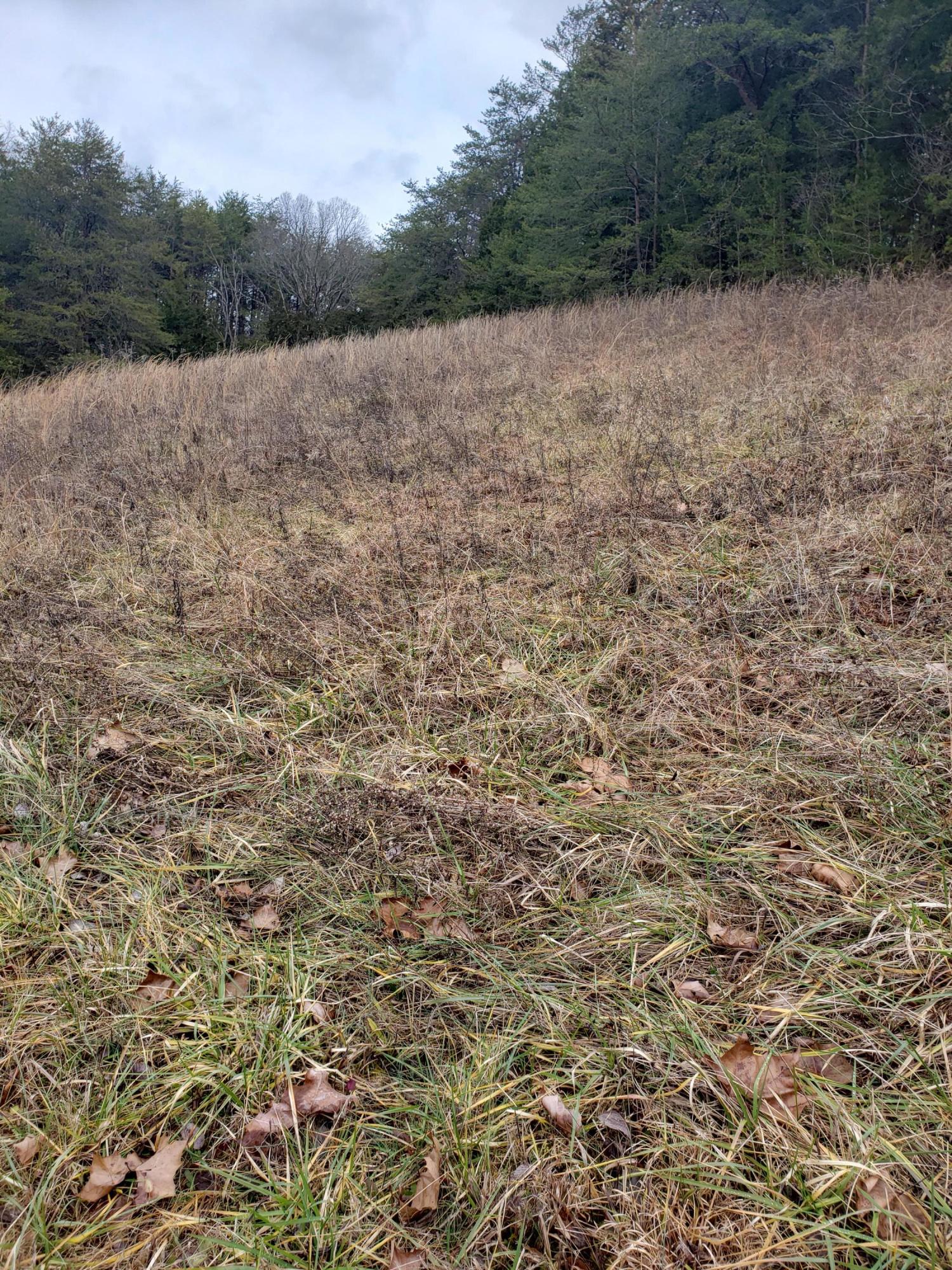 1655 Pilot Mountain Road Bulls Gap, TN 37711 - Photo 72 of 83 20210103_122342