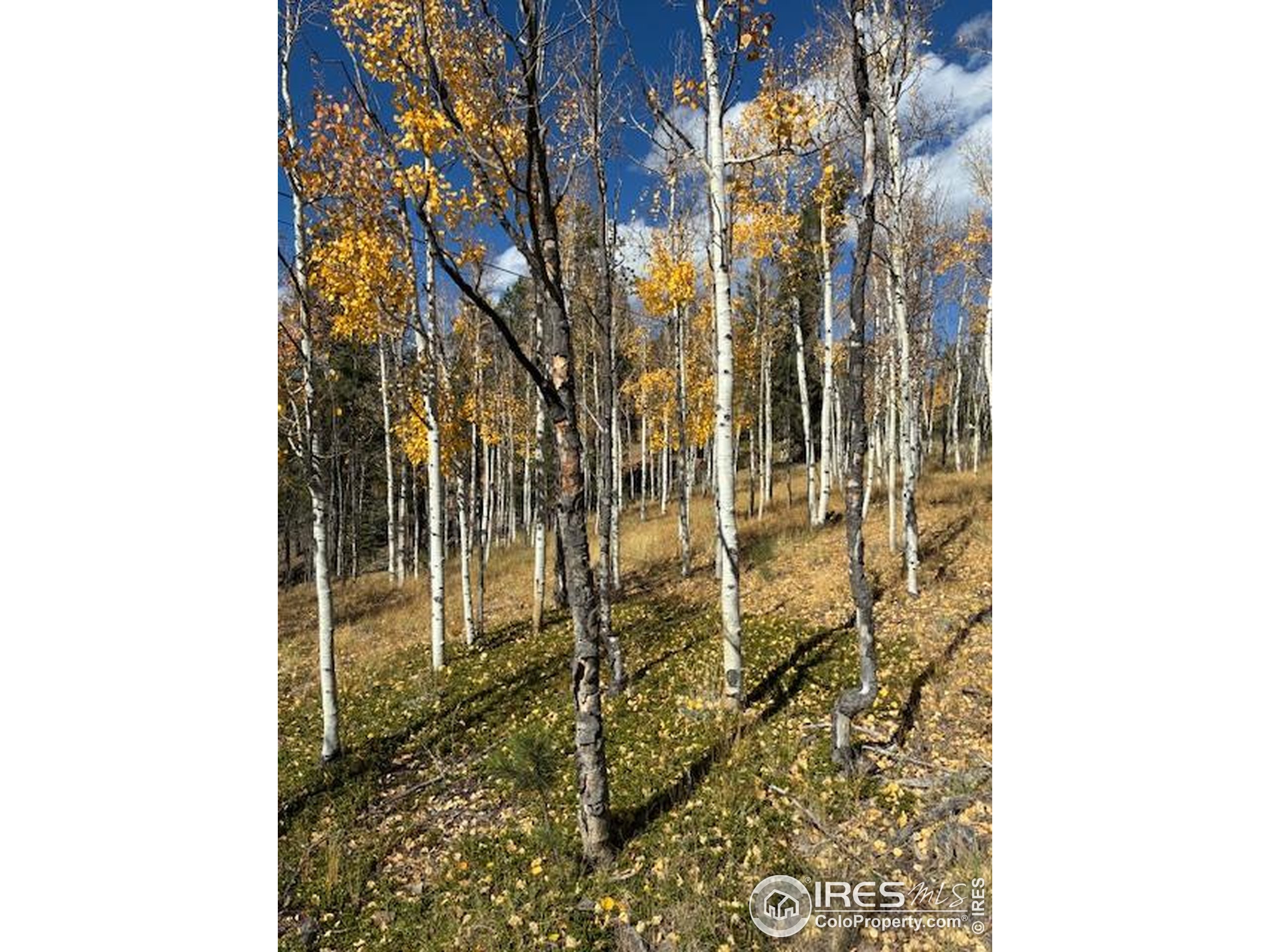 85 Remwood Circle Divide, CO 80814 - Photo 2 of 8 a bathroom with a shower