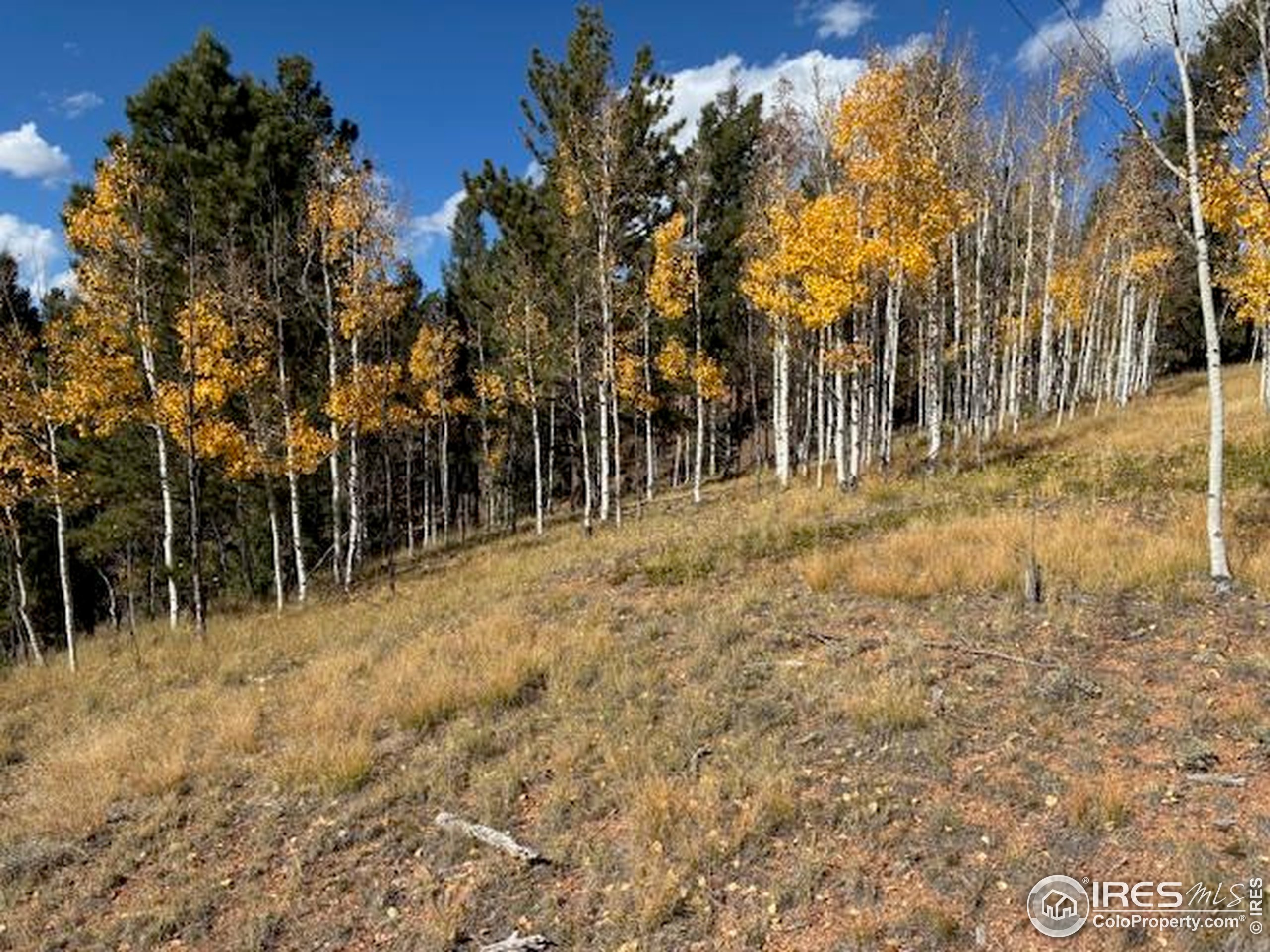 85 Remwood Circle Divide, CO 80814 - Photo 6 of 8 a view of a yard with trees