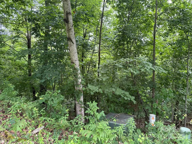 a view of a forest with a tree