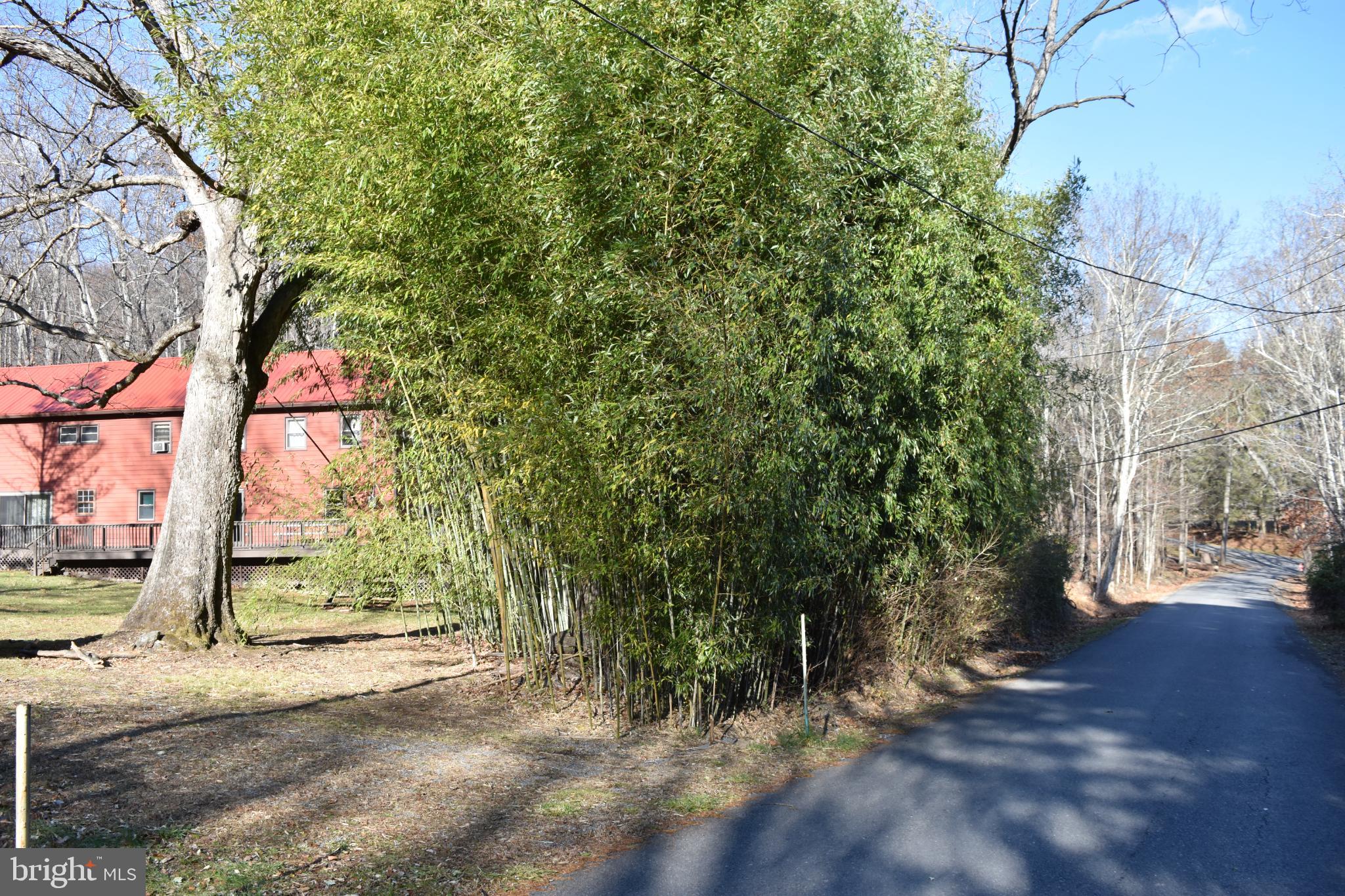 1417 Mountainside Road Berkeley Springs, WV 25411 - Photo 74 of 76 Serene pathway lined with lush bamboo.
