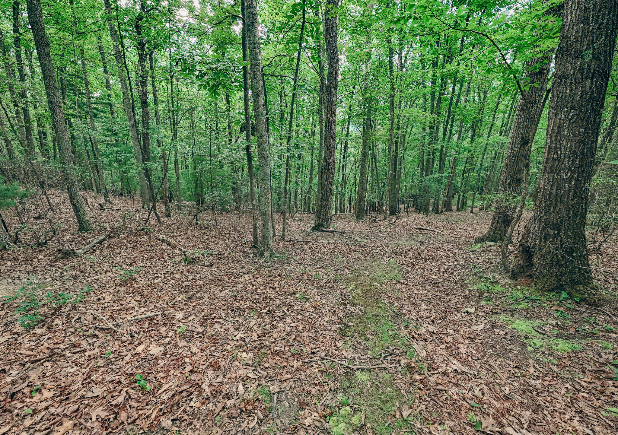 0 Mt Tabor Road Blacksburg, VA 24060 - Photo 5 of 12 Ryan 6