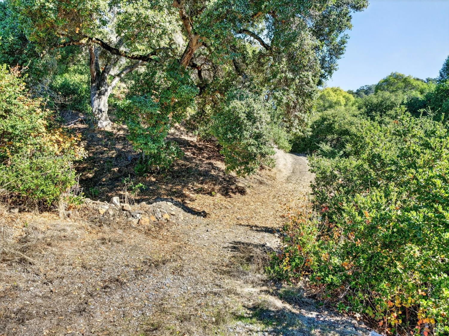 5200 Petaluma Hill Road Santa Rosa, CA 95404 - Photo 38 of 45 a view of a forest with a tree