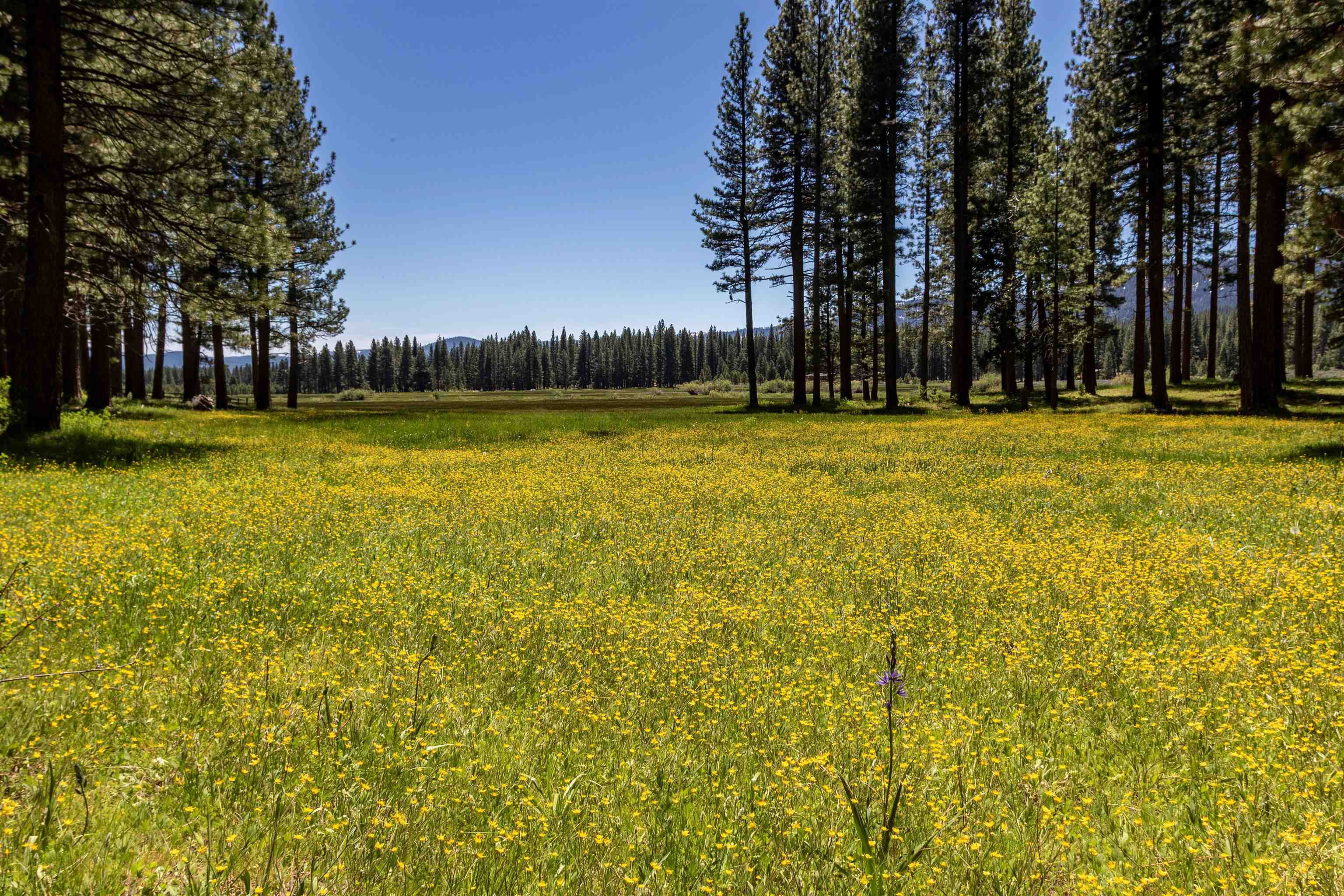 300 Meadow Ranch Road Calpine, CA 96124 - Photo 11 of 21 a view of a swimming pool and trees in the background