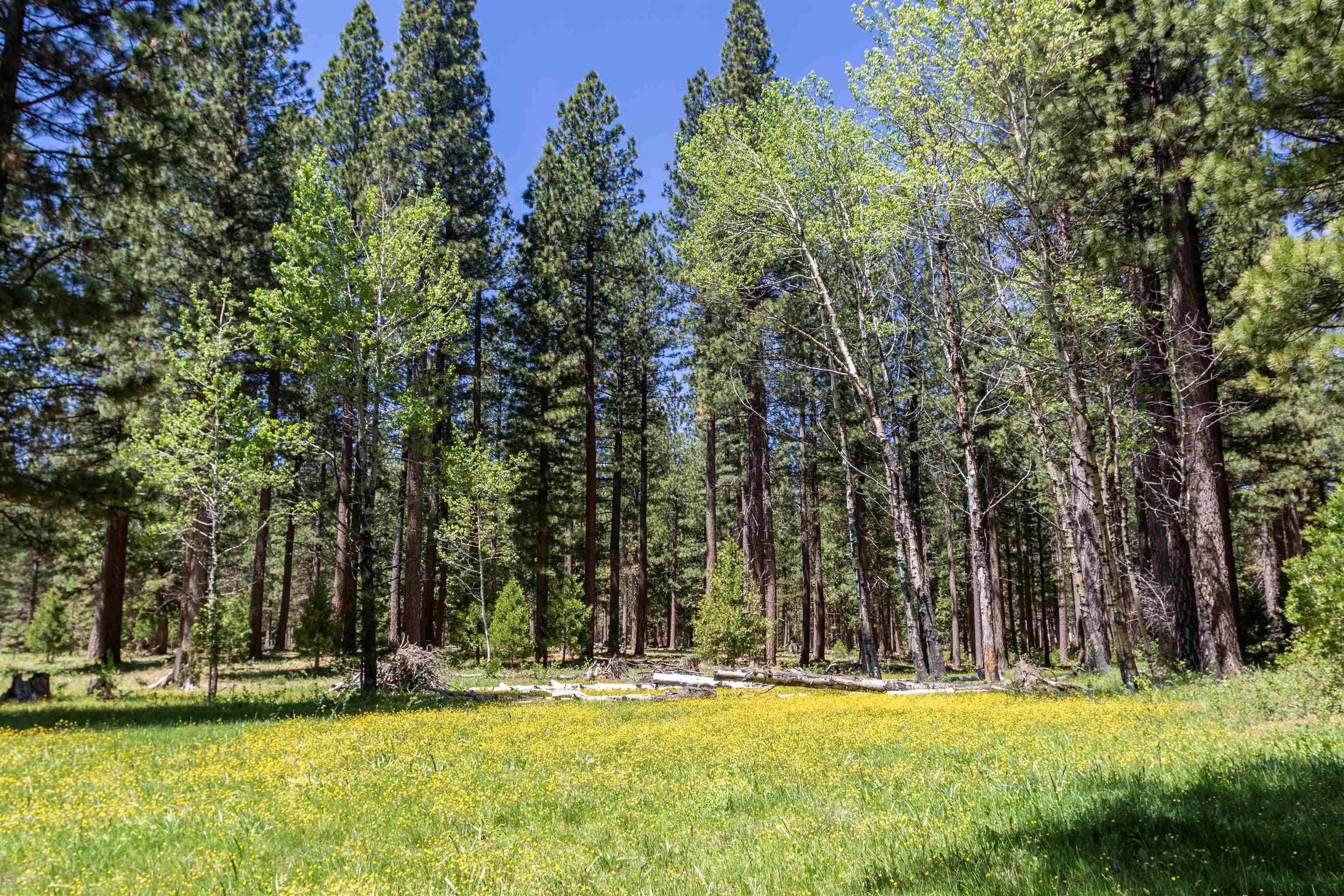 300 Meadow Ranch Road Calpine, CA 96124 - Photo 10 of 21 a view of swimming pool with trees