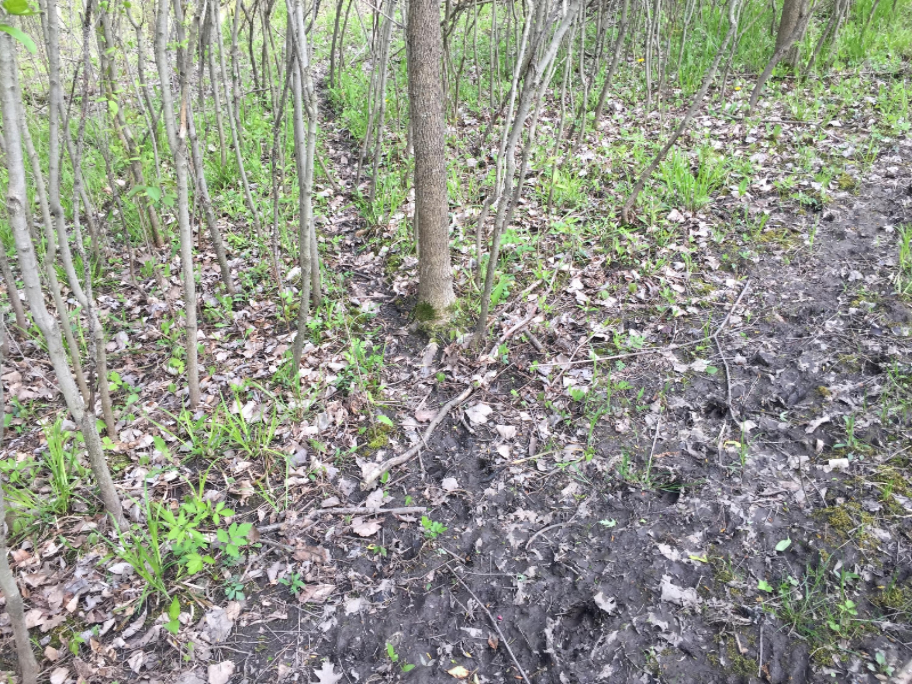 Brimley Road Webberville, MI 48892 - Photo 12 of 48 024 Deer Trail