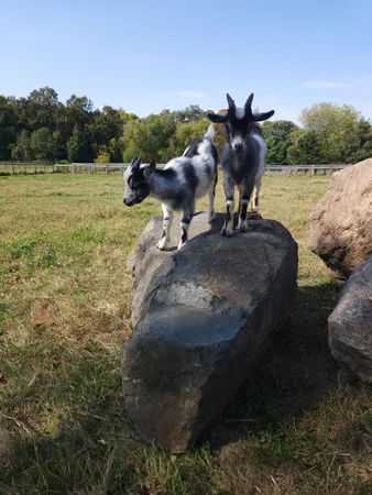 $1,300,000 | 4251 115th Street Southeast, Delano, MN 55328