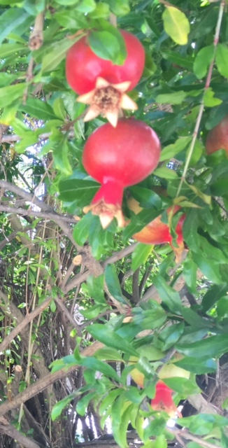 5843 Stow Canyon Road Goleta, CA 93117 - Photo 13 of 13 Backyard Pomegranates