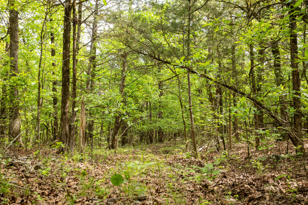 1 Horseshoe Bnd Road Lead Hill, AR 72644 - Photo 34 of 46 Wooded landscape featuring mature trees and undergrowth