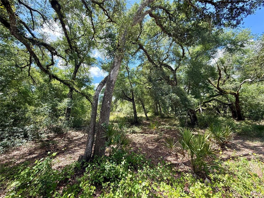Long Circle Webster, FL 33597 - Photo 4 of 11