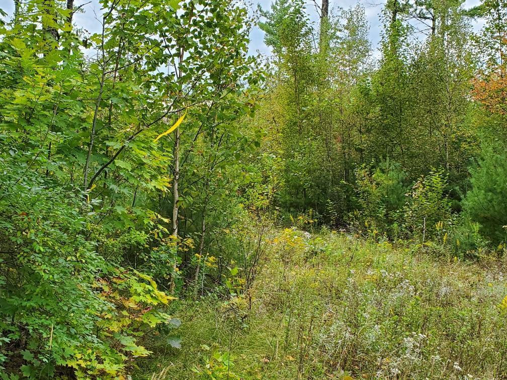 0 Goulds Ridge Road Greenbush, ME 04418 - Photo 5 of 5 Goulds Ridge
