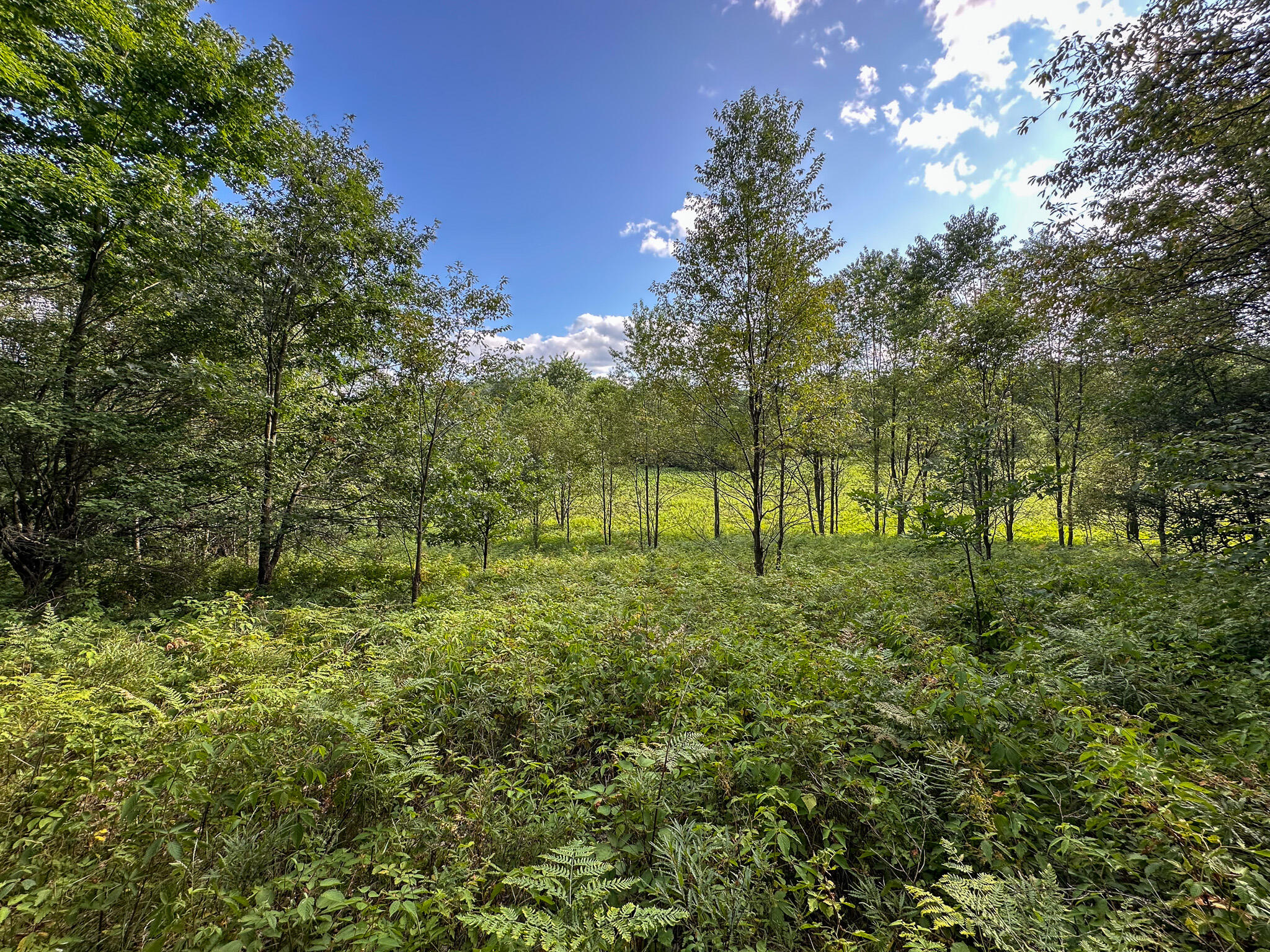 17219 7 Mile Road Reed City, MI 49677 - Photo 35 of 68 Fern 1