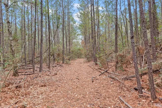 a view of water with a tree