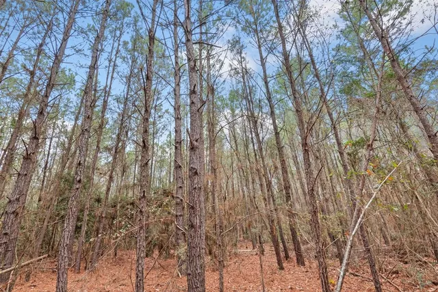 a view of trees and covered with fog